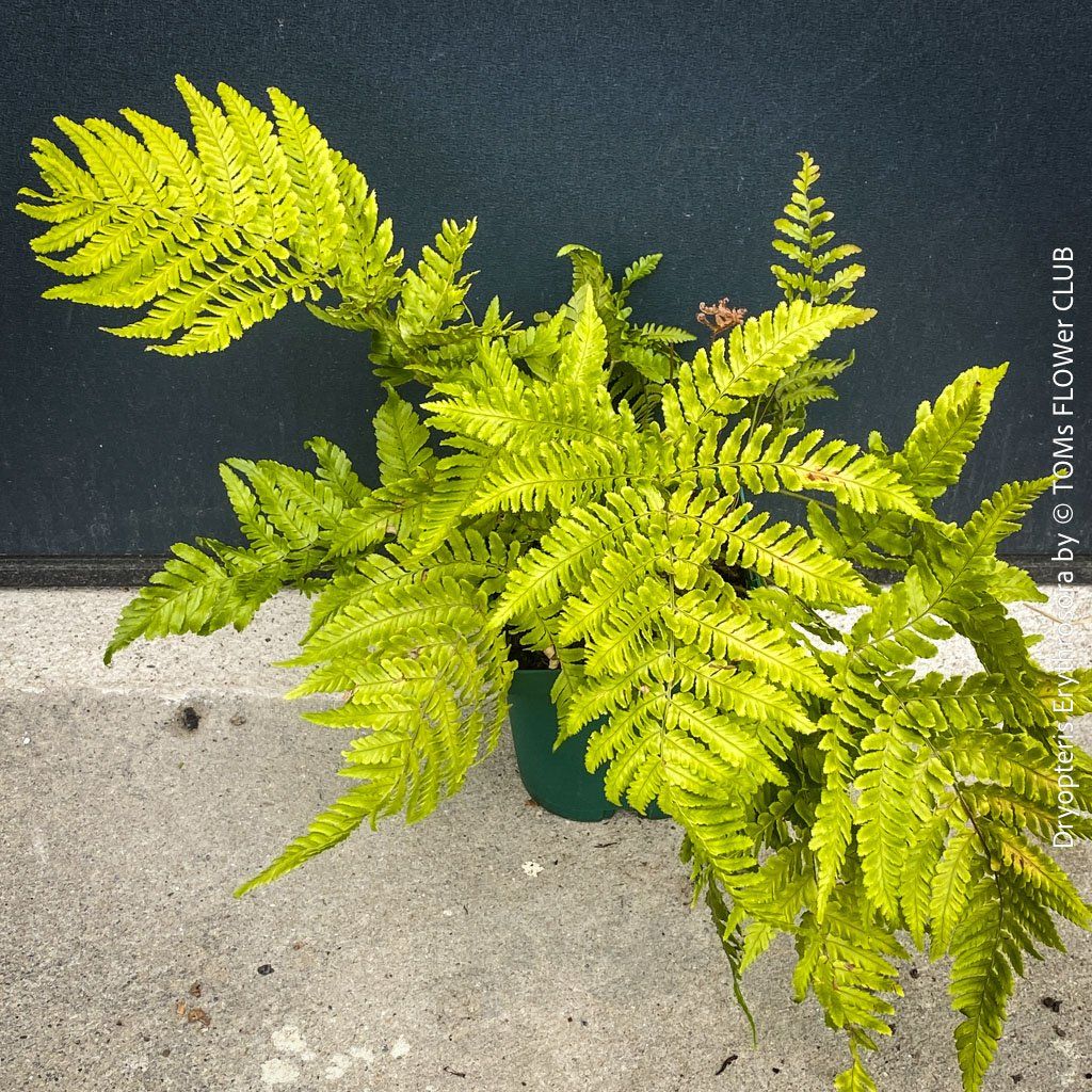 Piante & sementi: DRYOPTERIS ERYTHROSORA – HERBSTFARN – Nuovo e nell'imballaggio originale da Adliswil venduto da TAKEYOURPLANT 5