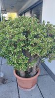 Grosser Geldbaum Crassula ovata im Topf guter Zustand