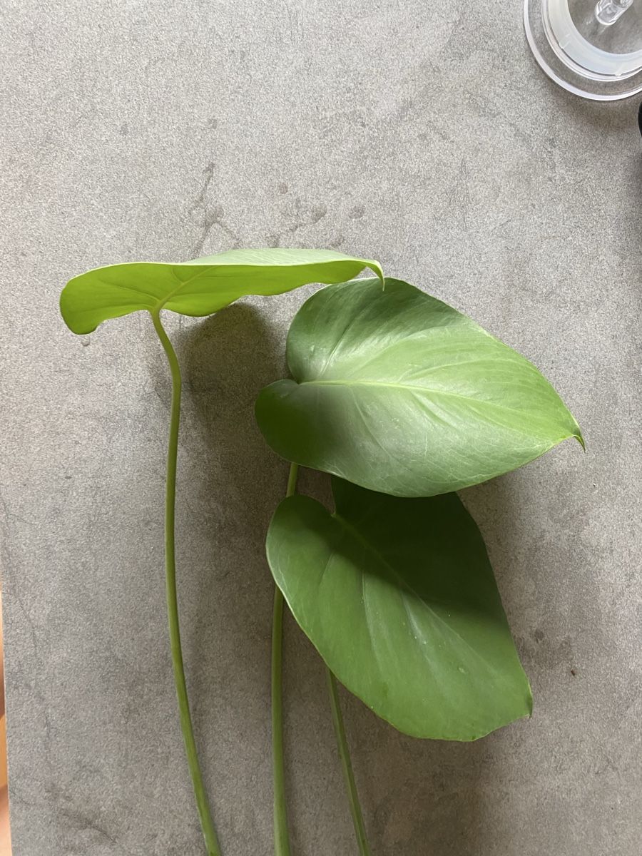 Plantes & graines: Monstera deliciosa - Ableger – Neuf (Voir description) à Maienfeld par Tiramisu3 2
