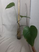 Monstera Ableger gute Wurzeln ca. 70cm, ca halbes Jahr alt