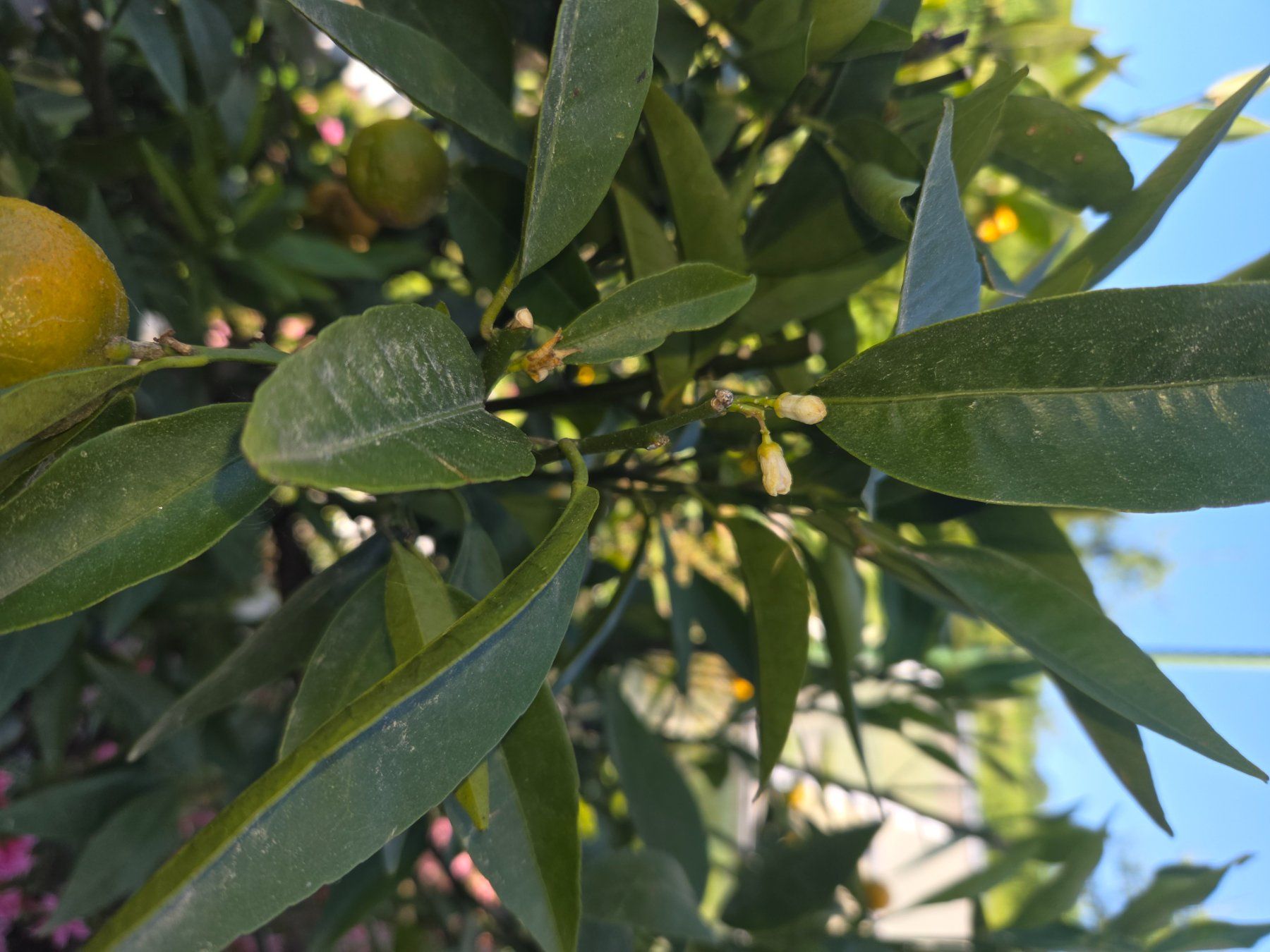 Pflanzen & Samen: zitrus clementine baum 1m80 – Gebraucht aus Unterlunkhofen von tomnova 4