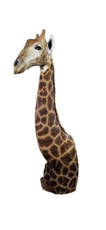 Il mondo degli animali: Präparat Giraffe – Nuovo e nell'imballaggio originale da Riken AG venduto da A.Hirt 2