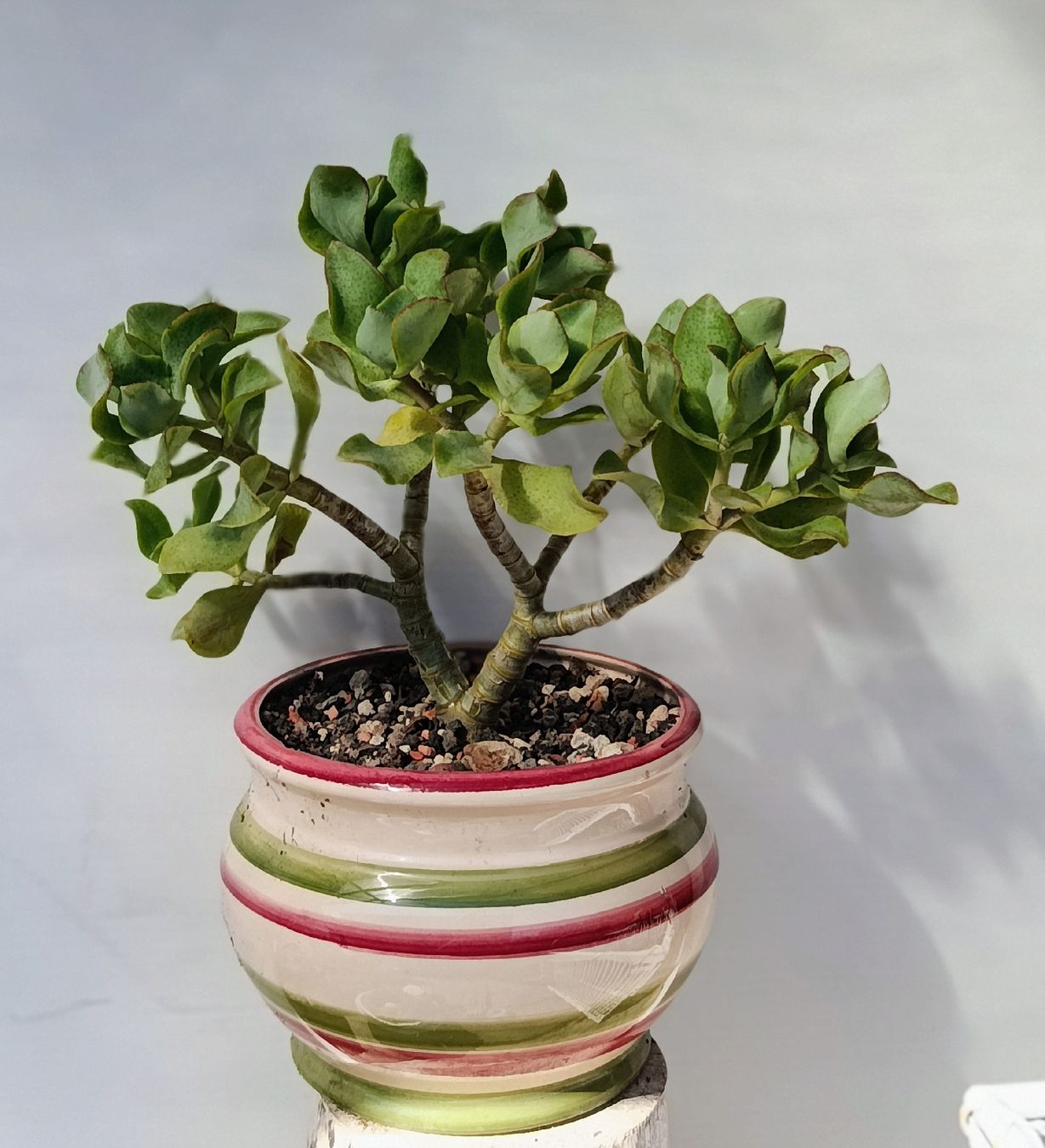 Pflanzen & Samen: Crassula arborescens  – Gebraucht aus Comano von che_8lc2