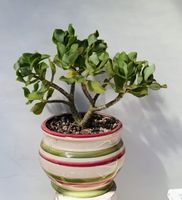 Crassula arborescens 