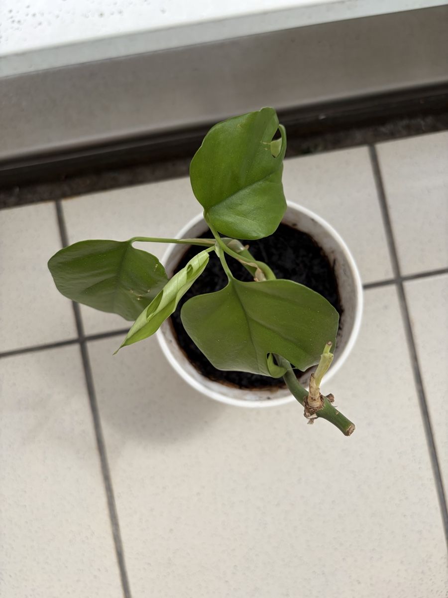 Pflanzen & Samen: Monstera 20 cm – Neu (gemäss Beschreibung) aus Zürich von nat_k 2