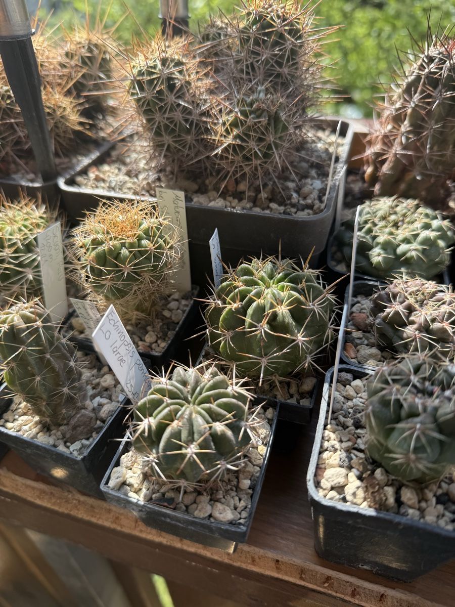 Piante & sementi: Echinopsis pentlandii / LO larae – Usato da Rorbas venduto da SimS0n 1