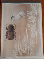Schulwandbild: Borkenkäfer