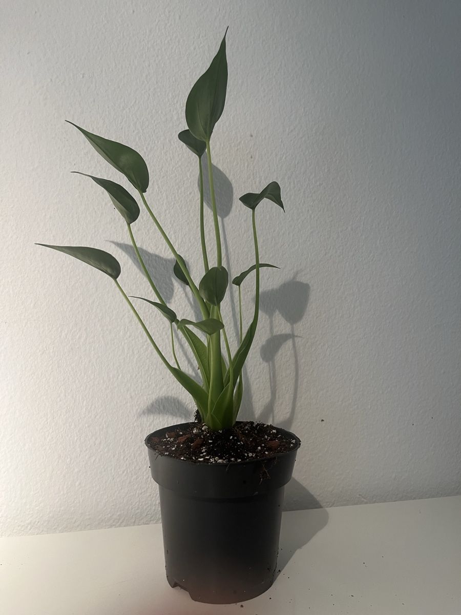 Piante & sementi: Alocasia Tiny Dancer 🤩 – Usato da geroldswil venduto da Ahornblatt70