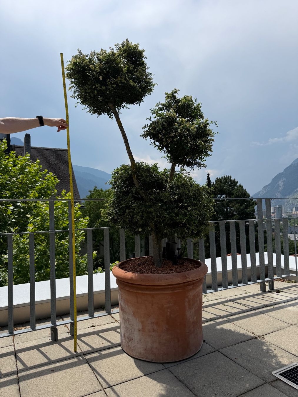 Piante & sementi: Südländische Liguster im Topf - P4 – Usato da Chur venduto da Schueh 1