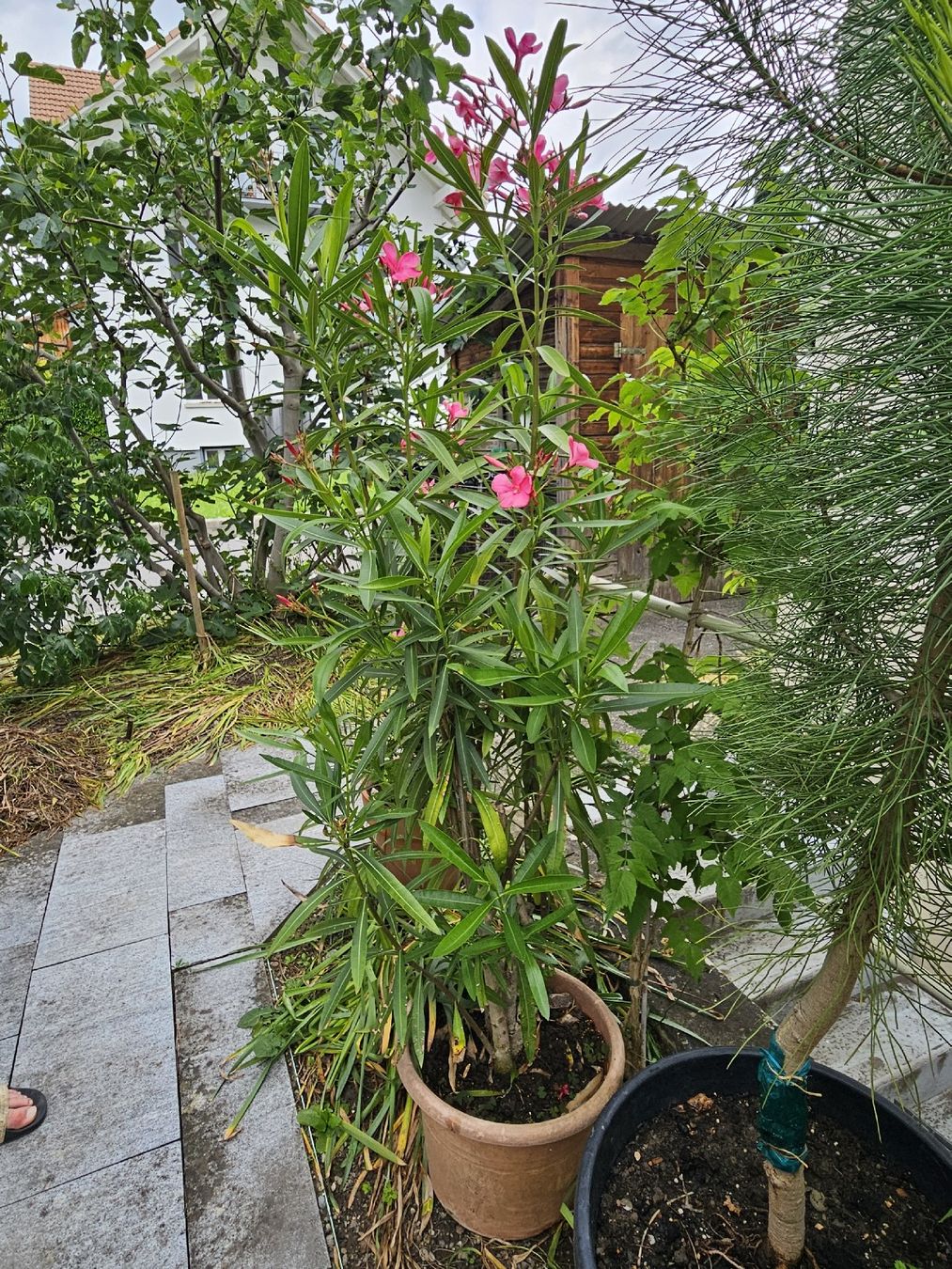 Piante & sementi: Oleander Rosa einfach/160cm/30l Topf – Usato da Thun venduto da Brumchli