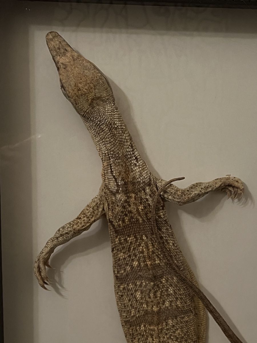 Welt der Tiere: Grand lézard – Gebraucht aus Vétroz von Chrisbad60 1