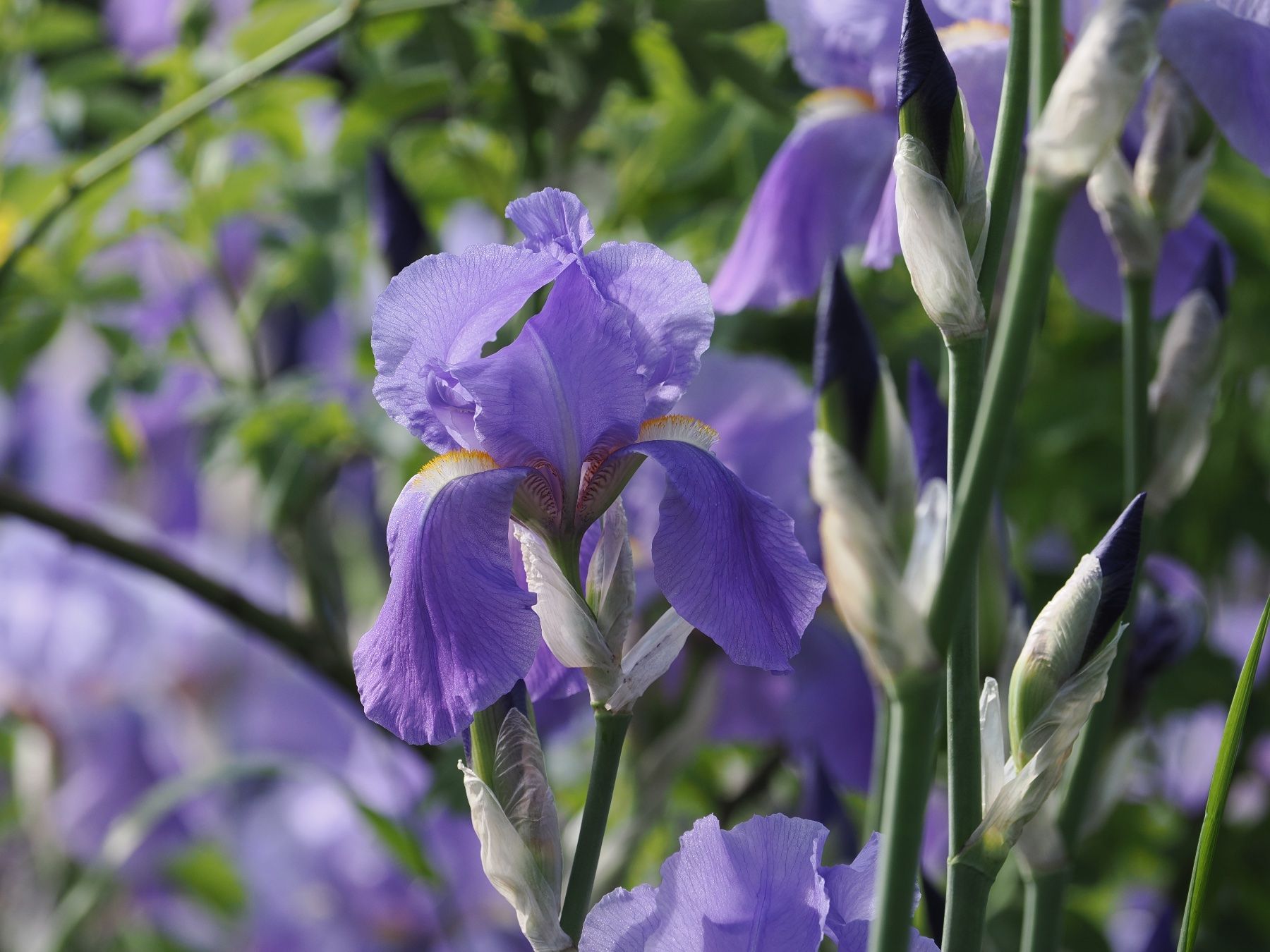 Pflanzen & Samen: 3 Bart-Iris Schwertlilien winterharte Gartenpflanze Versand – Neu (gemäss Beschreibung) aus Auenstein von mar_8mxd