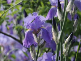 3 Bart-Iris Schwertlilien winterharte Gartenpflanze Versand