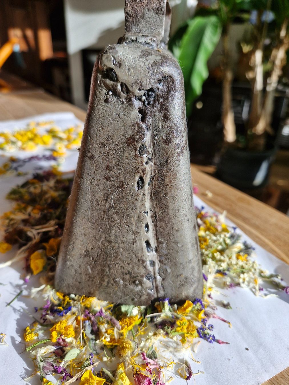 Campanacci mucche: Glocke Treichel – Usato da Guarda venduto da rue_bpd7 2