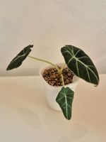 🌿 Alocasia Black Velvet #2🌿