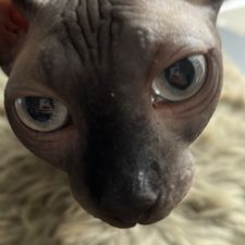 Profile image of Tinyspino