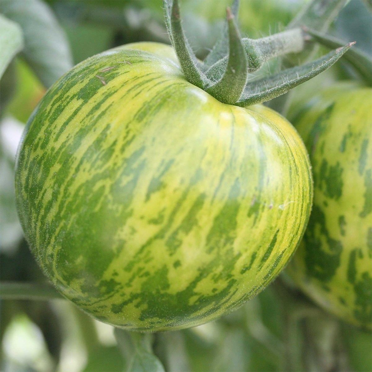 Piante & sementi: 50 Samen TOMATE GREEN ZEBRA  Alte Sorte – Nuovo (secondo la descrizione) da Ehrendingen venduto da VerveinaSamen 2