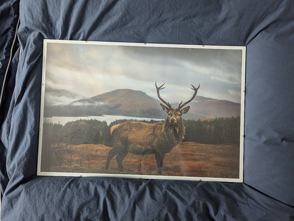 Posters & Illustrations: Hirschbild im Rahmen – D'occasion à Hilterfingen par tum_56l6 1