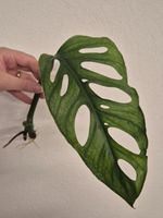 🌿 Monstera Adansonii Mint Ableger #1🌿