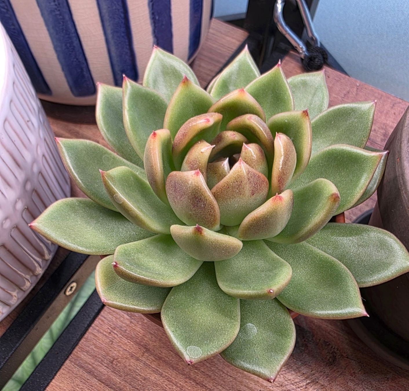 Pflanzen & Samen: Echeveria Charmander – Gebraucht aus Winterthur von jar_w2vp