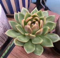 Echeveria Charmander