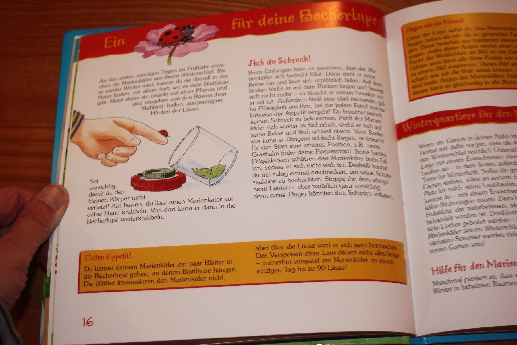 Bücher: mein erstes Becherlupenbuch – Gebraucht aus Wenslingen von Strick4Alpaca 4