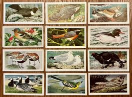 1965 - 12 Vintage WILD BIRDS IN BRITAIN Sammelbilder England