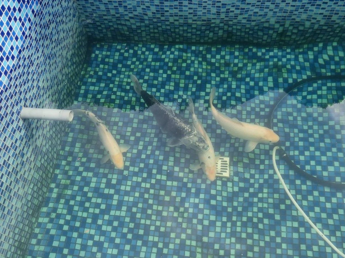 Vélos: Fische günstig abzugeben – D'occasion à Luzern par kim_q2k2 2