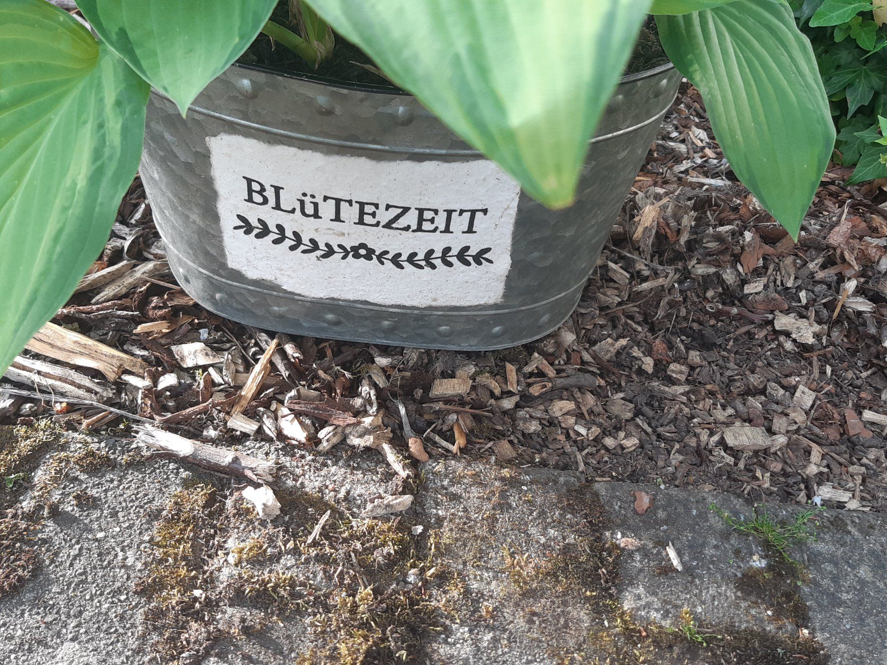 Piante & sementi: Gr. 2 farbige Hosta, Funkie – Usato da Aeugst am Albis venduto da ro97se 1