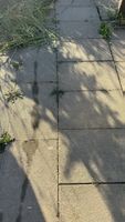 Gartenplatten Beton gebraucht 100 Stück, auch weniger mögli