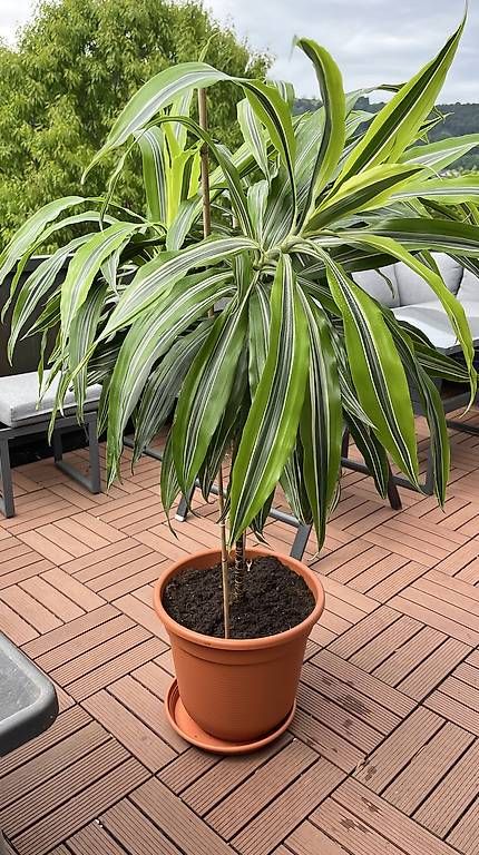 Piante & sementi: Drachenbaum (Dracaena fragrans) – Usato da Heerbrugg venduto da Jaspis_87 1
