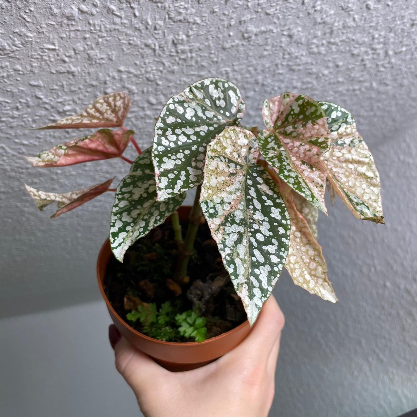 Piante & sementi: Begonia Snow Capped variegata – Usato da Suhr venduto da Planted.by.two