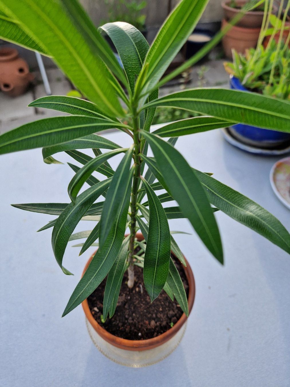 Piante & sementi: Balkon-/Gartenpflanze: Oleander dunkelrosa blühend – Usato da Münchenbuchsee venduto da Aare22 3