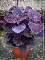 Burgundy Buntnessel (Coleus - Solenostemon scutellarioides)