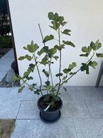 Feigenbaum im Kübel