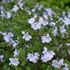 Piante & sementi: Menthe australienne 2 PLANTS – Nuovo (secondo la descrizione) da Bremblens venduto da FIBONACCI369 1