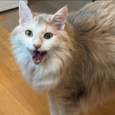 Profile image of Catre
