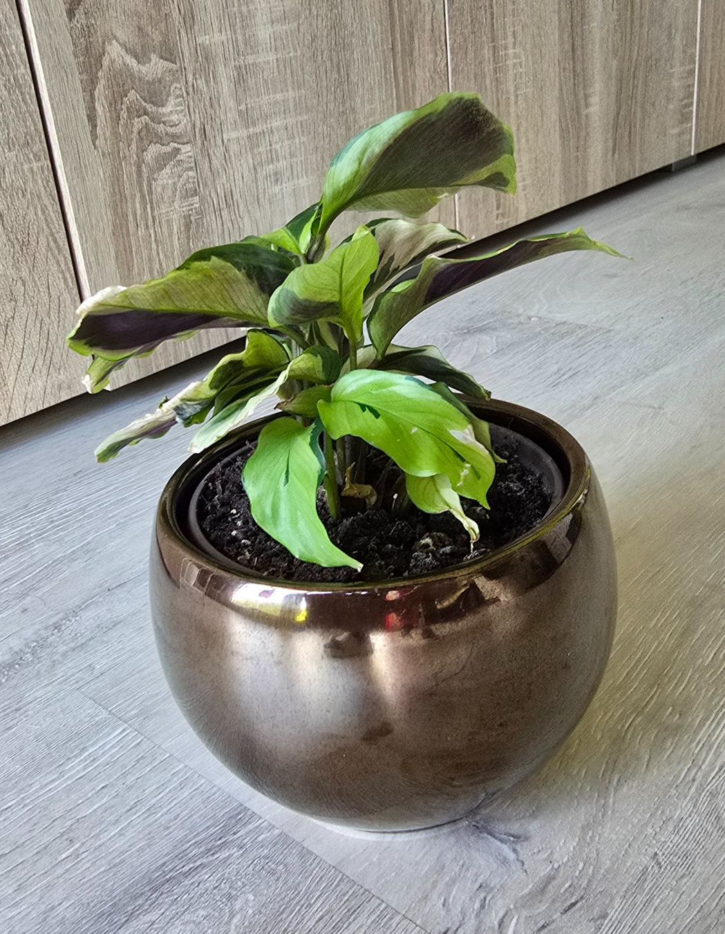 Piante & sementi: Calathea Yellow Fusion mit Topf – Nuovo (secondo la descrizione) da Aarburg venduto da Glitzerschein 4