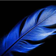 Profile image of TRXBlueFeather