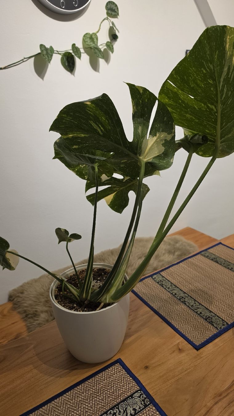 Piante & sementi: Monstera Thai  – Nuovo (secondo la descrizione) da Hausen am Albis venduto da M.Kurz 3