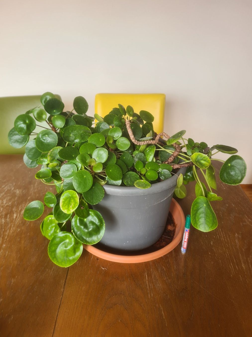 grosse Ufopflanze, Chinesischer Geldbaum, Pilea peperomio (Gebraucht) in  Winterthur fr CHF 22  nur Abholung auf Ricardo kaufen