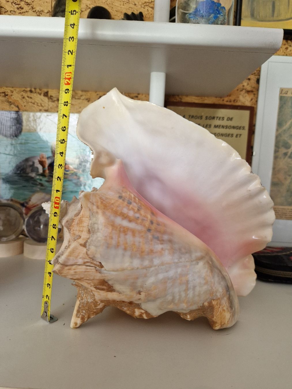 Fossilien: grand COQUILLAGE de CUBA – Neu (gemäss Beschreibung) aus SAXON von Mariposita1428 1