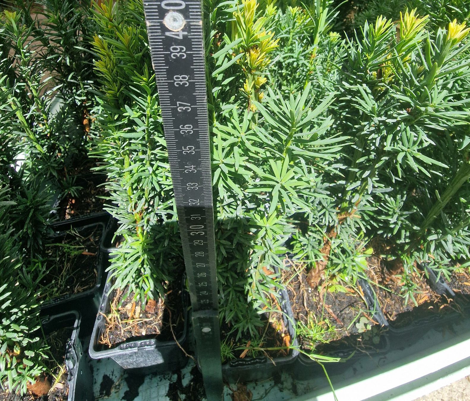 Piante & sementi: Säuleneibe Taxus baccata Fastigiata Robusta Eibe – Usato da Uerkheim venduto da Justi.y 5