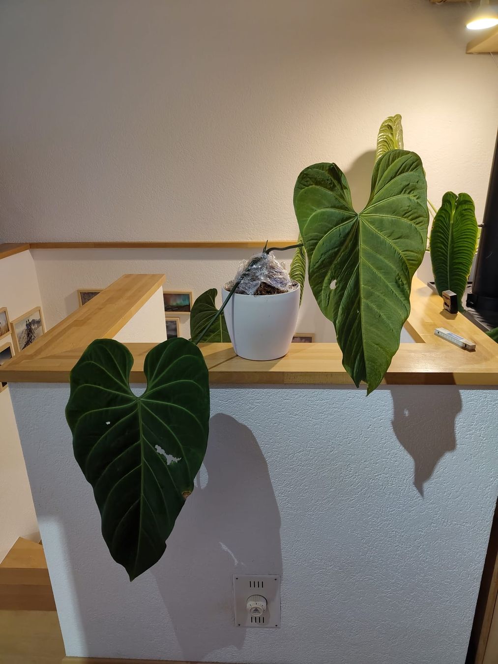 Piante & sementi: Anthurium metallicum – Usato da Hausen AG venduto da Pflaenzlioase