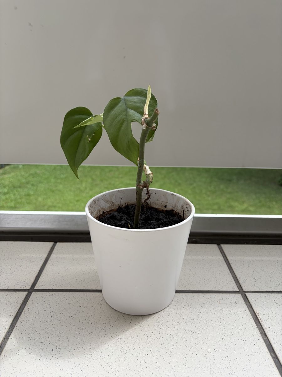 Pflanzen & Samen: Monstera 20 cm – Neu (gemäss Beschreibung) aus Zürich von nat_k