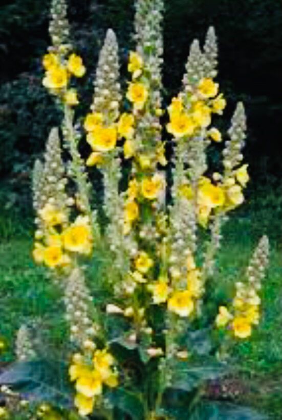 Pflanzen & Samen: 50 SAMEN Konigskerze VERBASCUM TAPSUS – Neu und originalverpackt aus Rovio von POSITIFFARTandPLANTS 1
