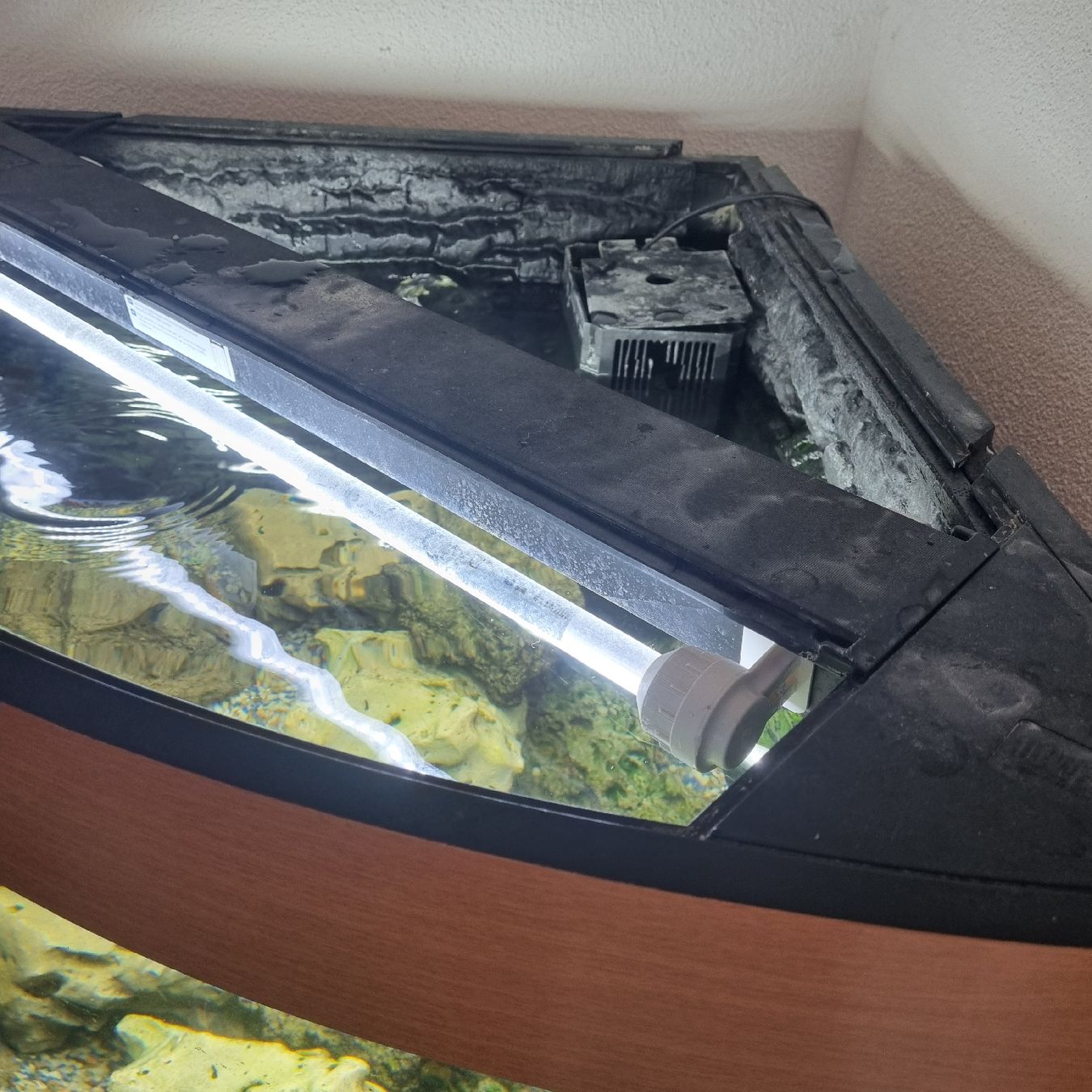 Aquarium: Juwel Eckaquarium 190l – D'occasion à Aettenschwil par jepe24 1