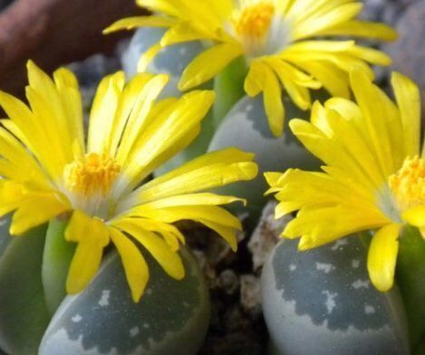 Pflanzen & Samen: Ab 5.- fr Lebender Stein: Litops 10 SAMEN GRAINES SEMI – Neu und originalverpackt aus Rovio von POSITIFFARTandPLANTS 6