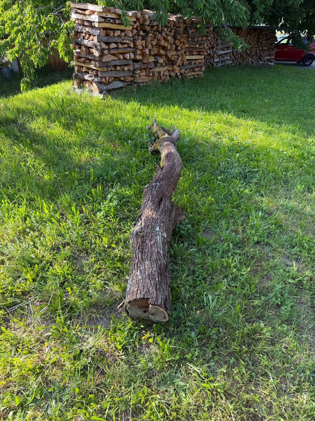 Holzartikel: Baumstamm Zwetschgen – Gebraucht aus Huttwil von Burk3