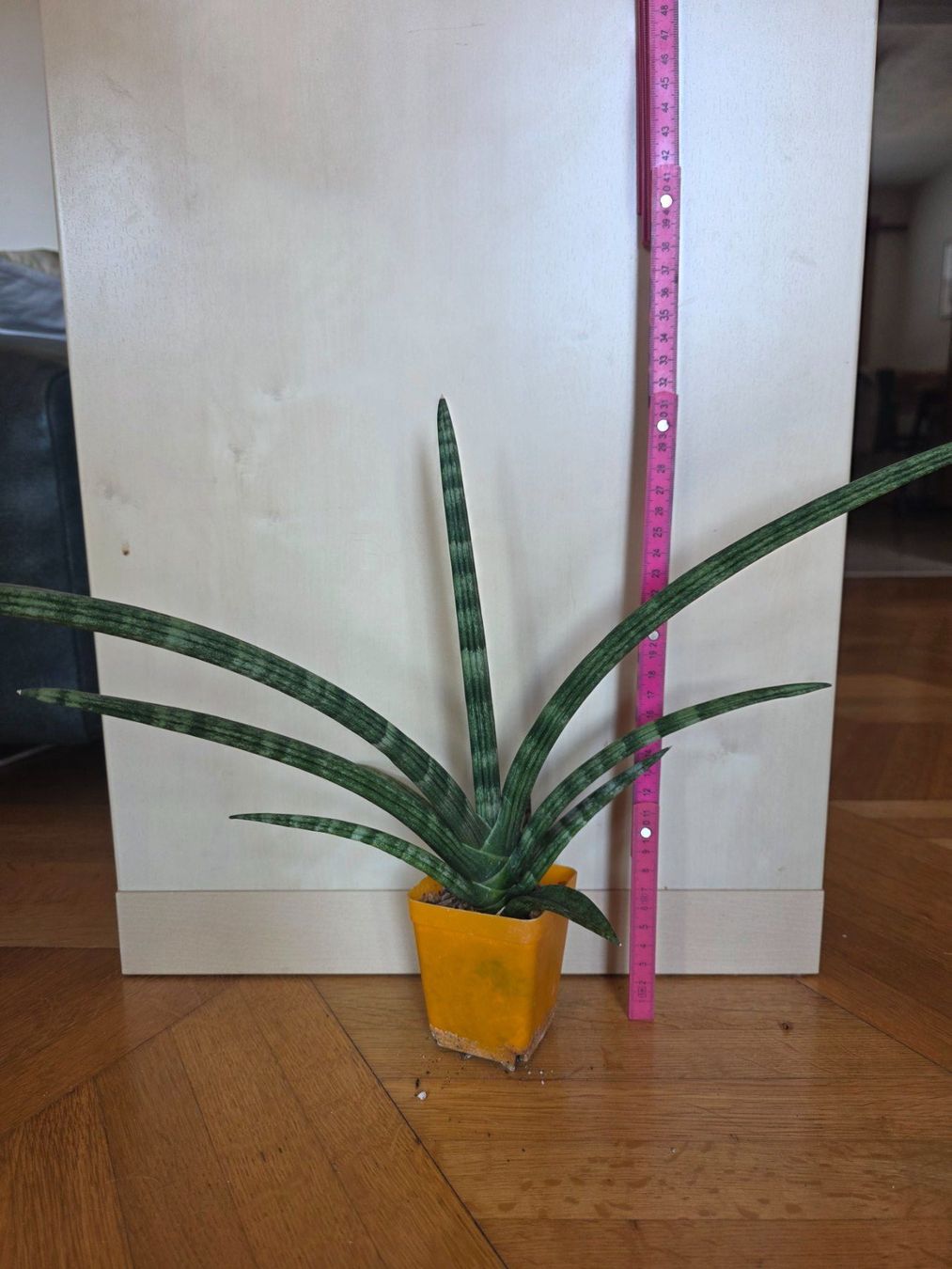 Piante & sementi: Sanseveria cylindrica "Boncellensis" / Seestern Bogenhanf – Nuovo (secondo la descrizione) da Thalheim venduto da silvara01 5